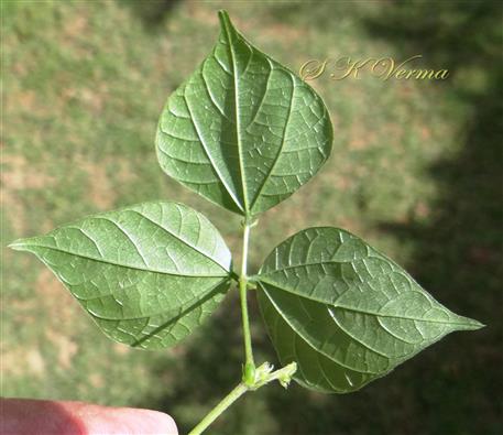  Leaf-Abaxial view